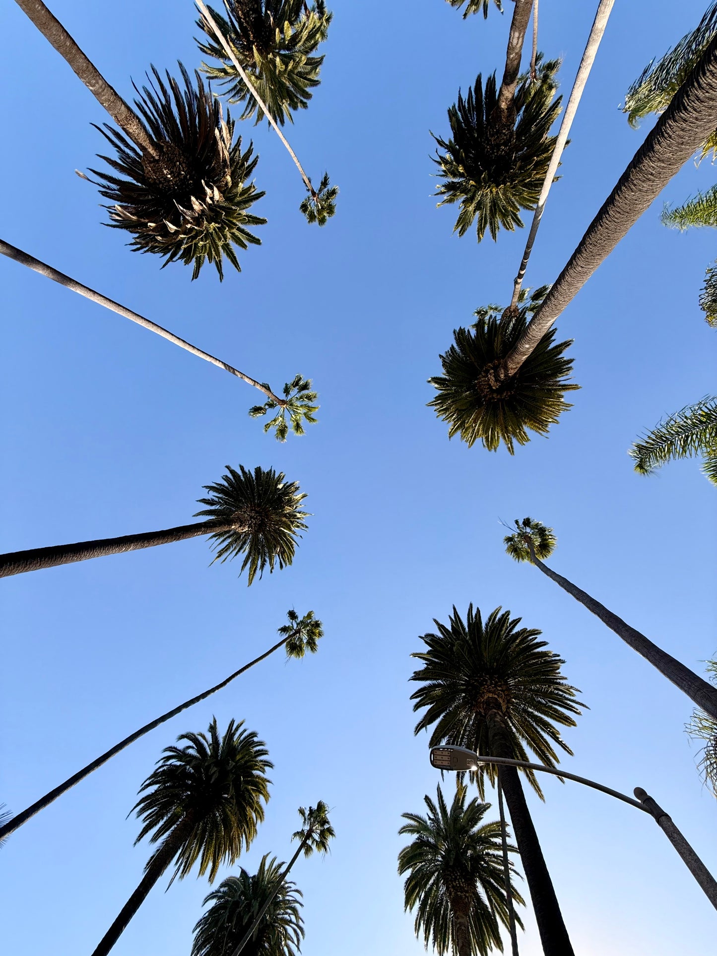 Phone Wallpaper – LA Palm Sky