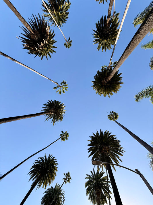 Phone Wallpaper – LA Palm Sky